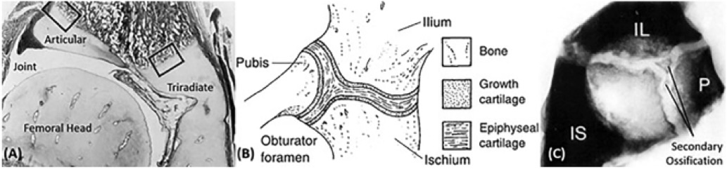 New review paper: Ontogeny of the human pelvis – Developmental Biomechanics